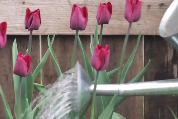 如何栽培郁金香，花期要增加浇水量