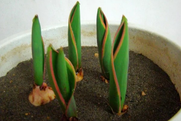 如何栽培郁金香，花期要增加浇水量