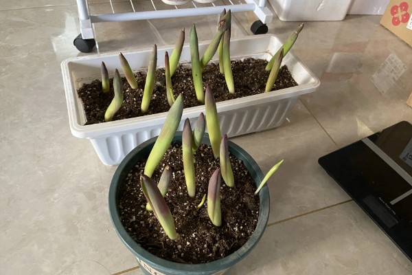 如何栽培郁金香，花期要增加浇水量