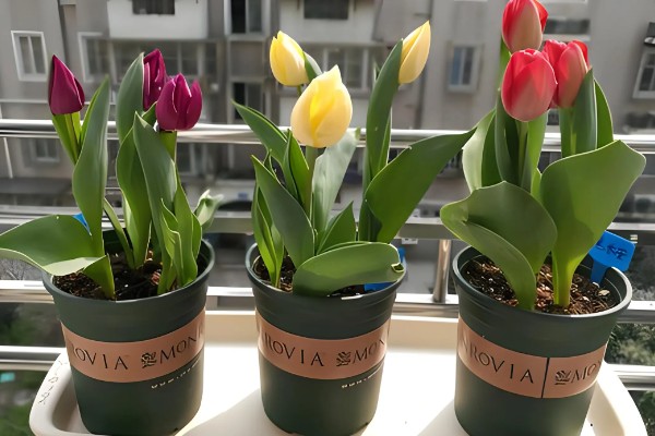 如何栽培郁金香，花期要增加浇水量