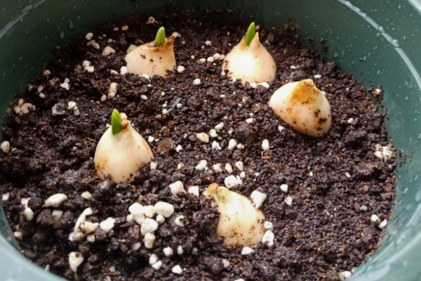 如何栽培郁金香，花期要增加浇水量