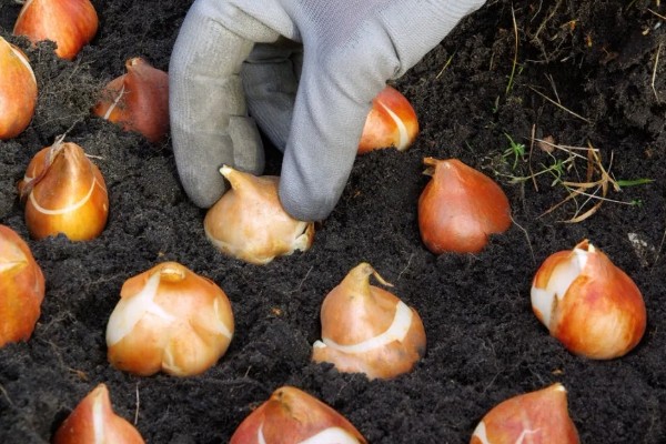 如何栽培郁金香，花期要增加浇水量