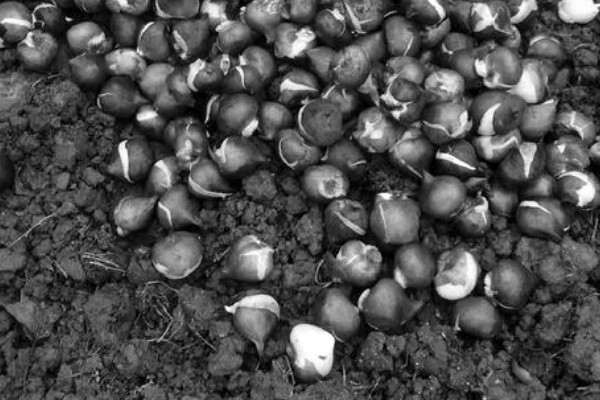 如何栽培郁金香，花期要增加浇水量