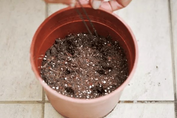 如何栽培郁金香，花期要增加浇水量