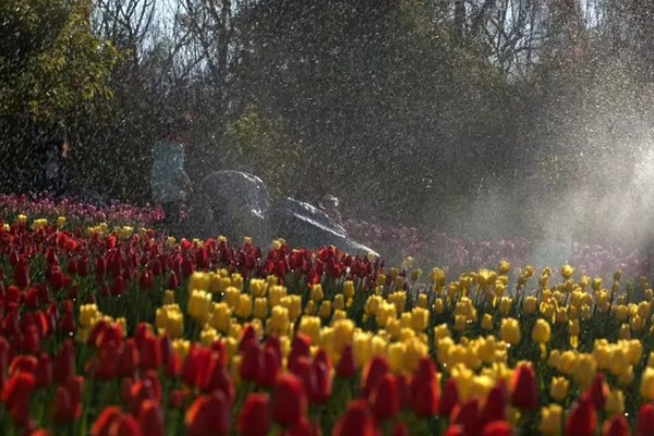 如何栽培郁金香，花期要增加浇水量