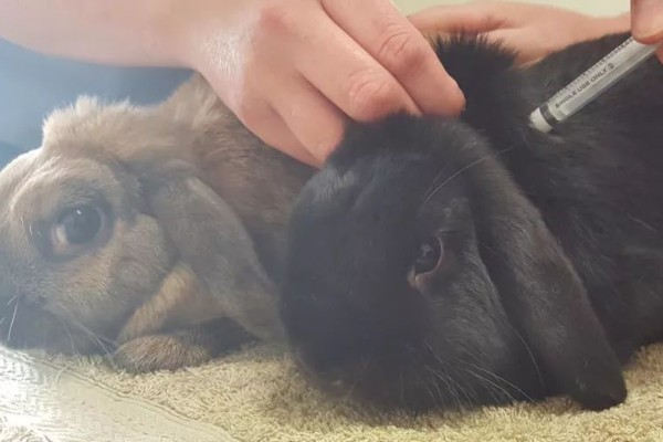 怎么保证兔子疫苗的质量，要通过正规途径购买