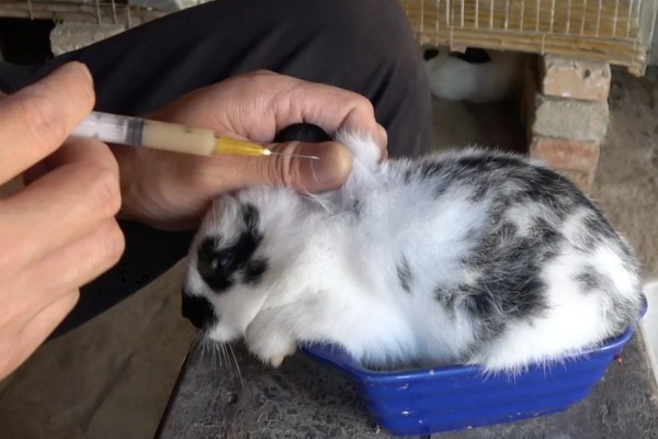 怎么保证兔子疫苗的质量，要通过正规途径购买