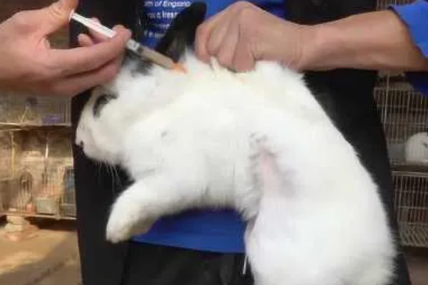 怎么保证兔子疫苗的质量，要通过正规途径购买