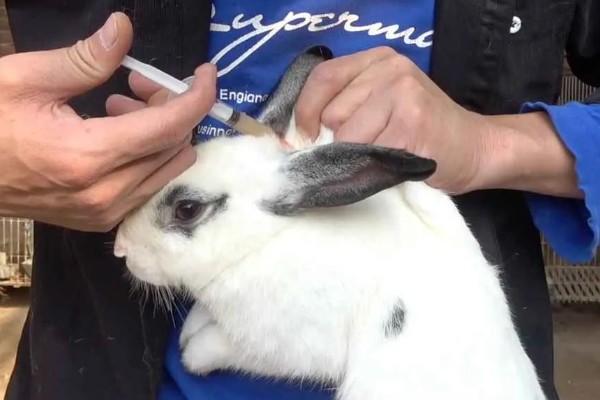 怎么保证兔子疫苗的质量，要通过正规途径购买