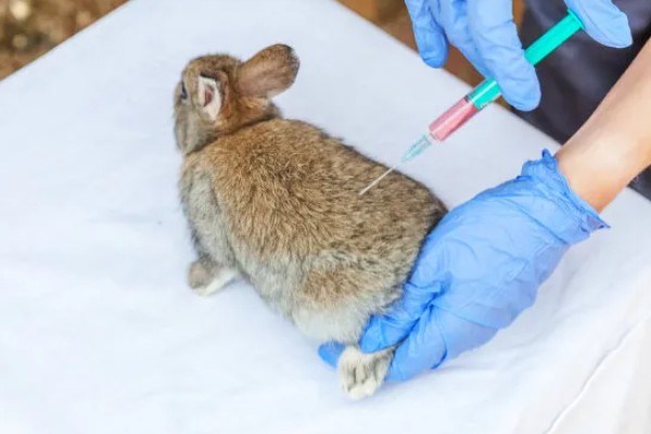 怎么保证兔子疫苗的质量，要通过正规途径购买