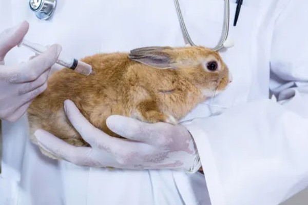 怎么保证兔子疫苗的质量，要通过正规途径购买