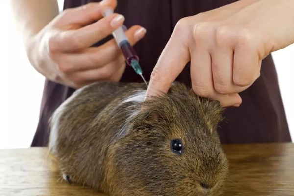 怎么保证兔子疫苗的质量，要通过正规途径购买