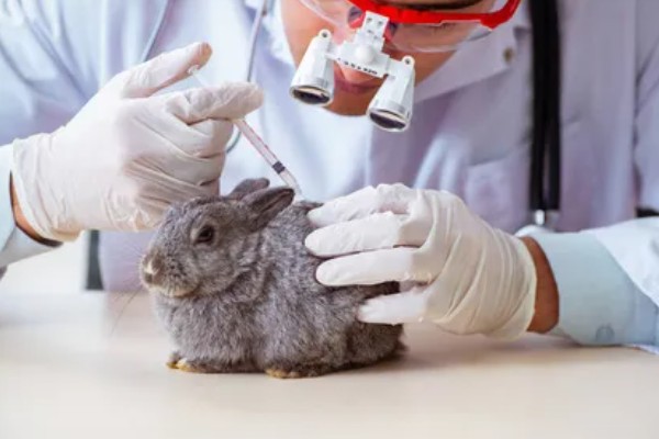 怎么保证兔子疫苗的质量，要通过正规途径购买