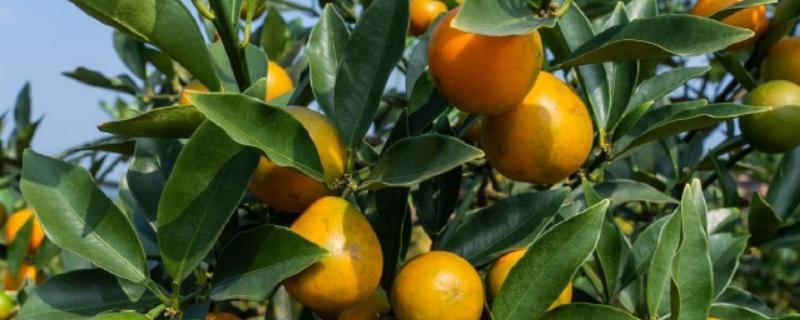 金枣与金桔有什么区别，二者是没什么区别的