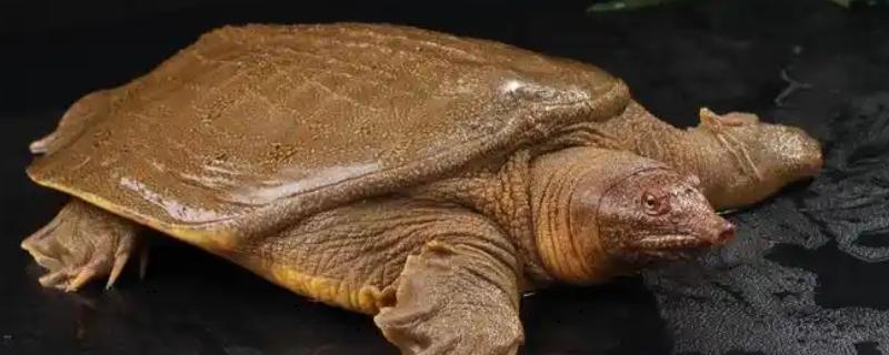 甲鱼冬天在家如何存养，要注意换水的温度