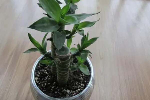 怎么养富贵竹，可水养也可土养
