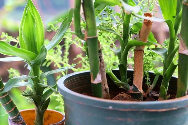 怎么养富贵竹，可水养也可土养