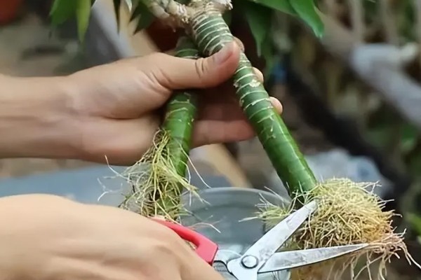 怎么养富贵竹，可水养也可土养