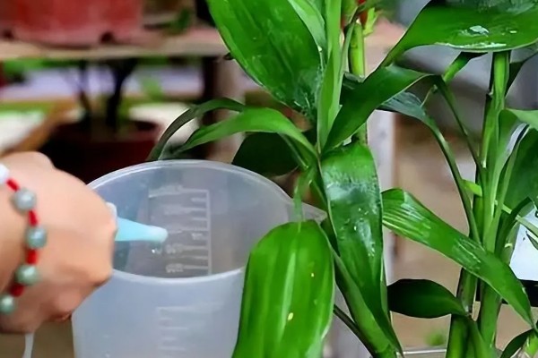 怎么养富贵竹，可水养也可土养