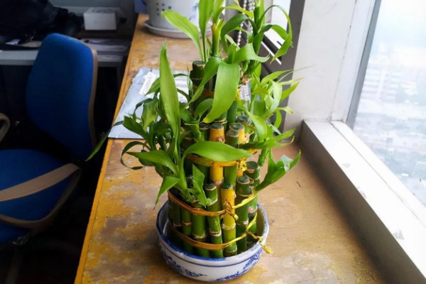 怎么养富贵竹，可水养也可土养