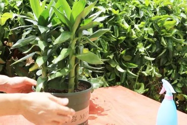 怎么养富贵竹，可水养也可土养