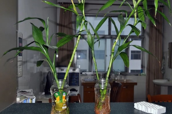 怎么养富贵竹，可水养也可土养