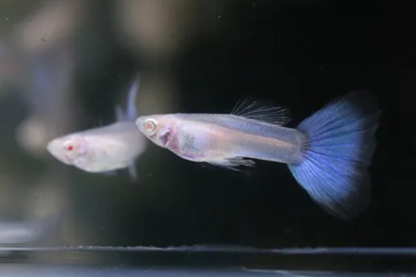 玻璃种孔雀鱼好不好养，养殖难度并不是很大