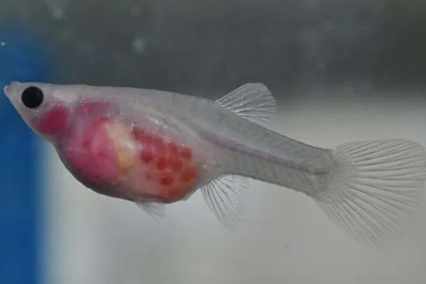 玻璃种孔雀鱼好不好养，养殖难度并不是很大