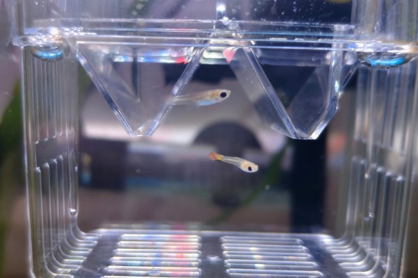 玻璃种孔雀鱼好不好养，养殖难度并不是很大