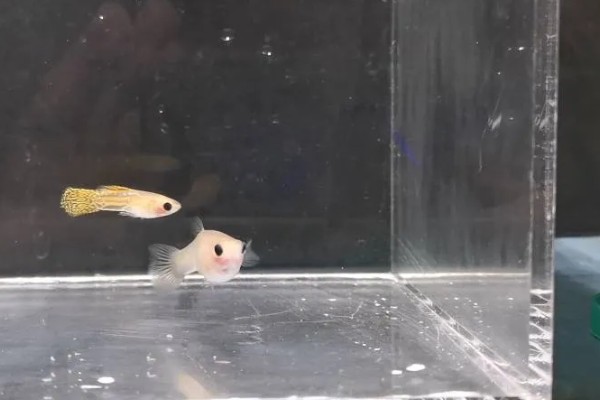 玻璃种孔雀鱼好不好养，养殖难度并不是很大