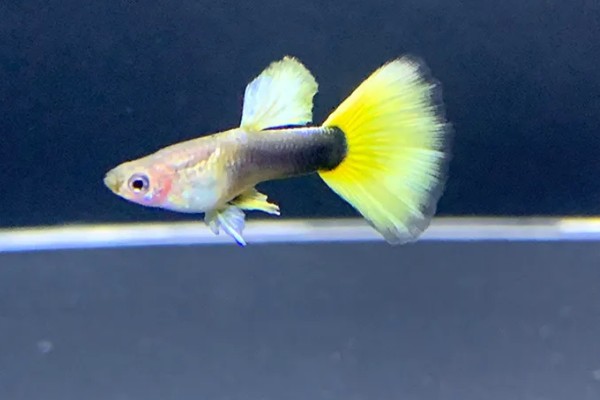 玻璃种孔雀鱼好不好养，养殖难度并不是很大