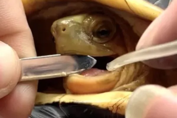 怎么治疗乌龟肠胃炎，暂停喂食并使用庆大霉素等药物