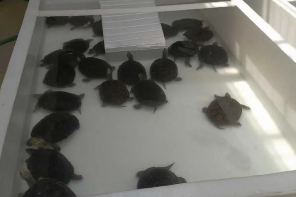 怎么治疗乌龟肠胃炎，暂停喂食并使用庆大霉素等药物