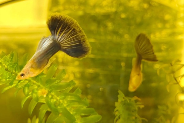 玻璃种孔雀鱼好不好养，养殖难度并不是很大