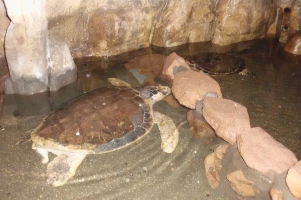 怎么治疗乌龟肠胃炎，暂停喂食并使用庆大霉素等药物