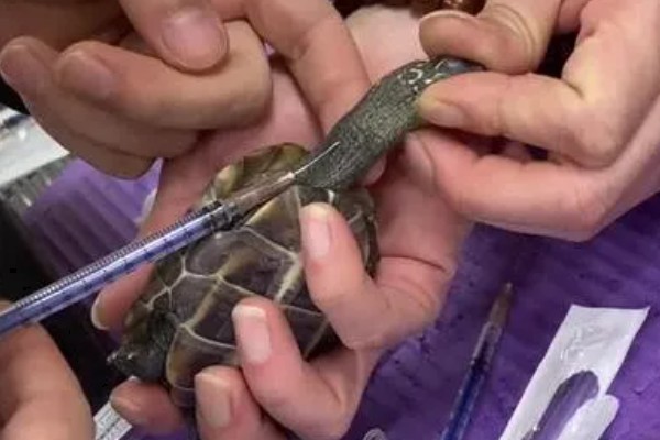 怎么治疗乌龟肠胃炎，暂停喂食并使用庆大霉素等药物