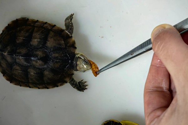 怎么治疗乌龟肠胃炎，暂停喂食并使用庆大霉素等药物