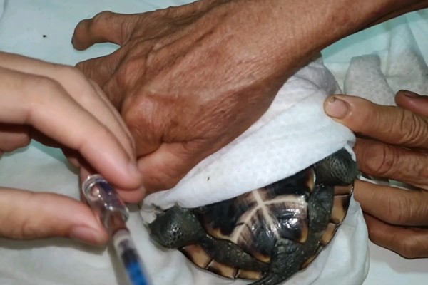 怎么治疗乌龟肠胃炎，暂停喂食并使用庆大霉素等药物