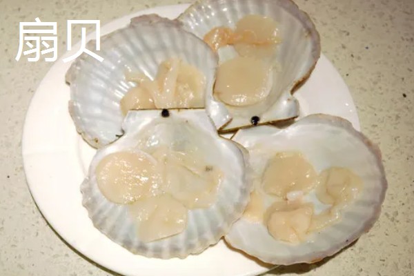 常见可食用的贝类，常见的有扇贝、带子等