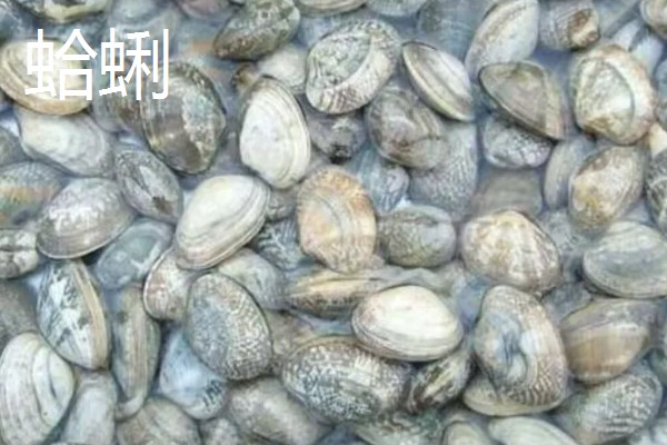 常见可食用的贝类，常见的有扇贝、带子等