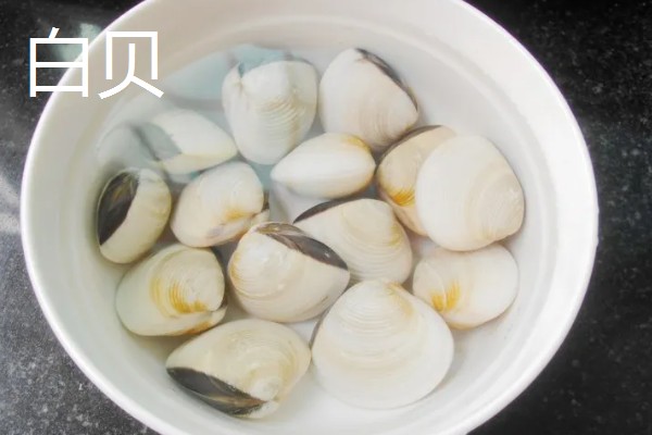 常见可食用的贝类，常见的有扇贝、带子等