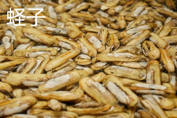 常见可食用的贝类，常见的有扇贝、带子等