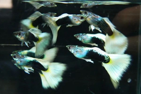 玻璃种孔雀鱼好不好养，养殖难度并不是很大