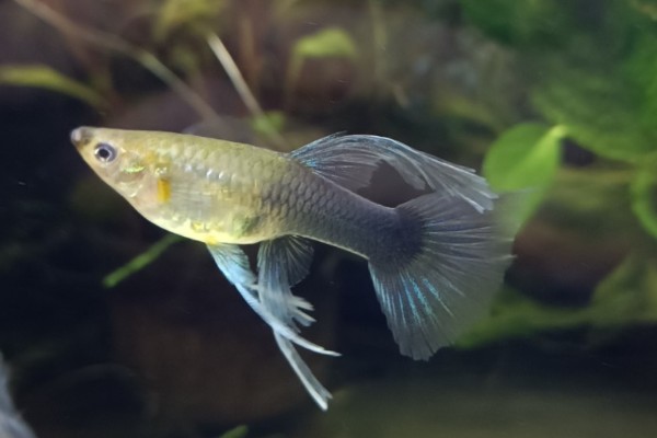 玻璃种孔雀鱼好不好养，养殖难度并不是很大