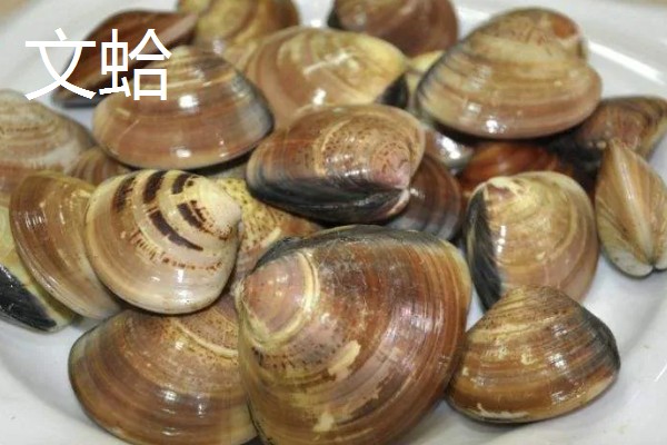 常见可食用的贝类，常见的有扇贝、带子等