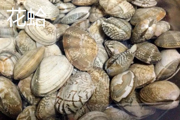 常见可食用的贝类，常见的有扇贝、带子等