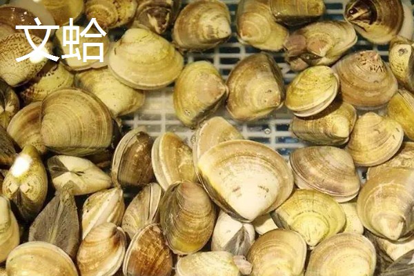 常见可食用的贝类，常见的有扇贝、带子等