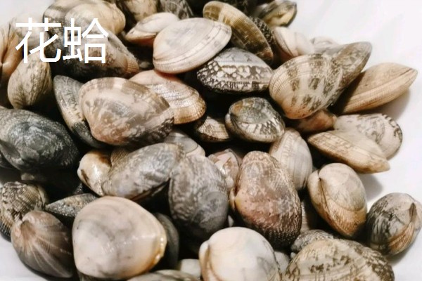 常见可食用的贝类，常见的有扇贝、带子等