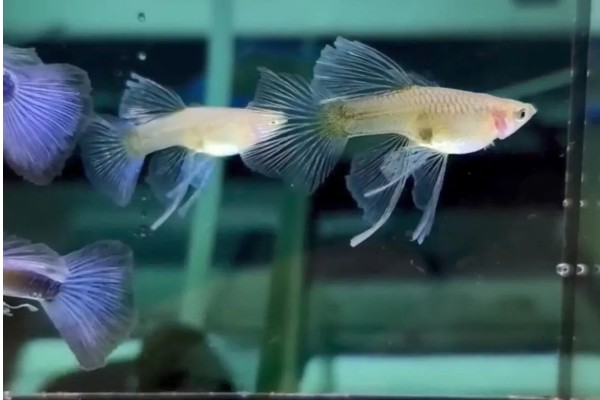 玻璃种孔雀鱼好不好养，养殖难度并不是很大