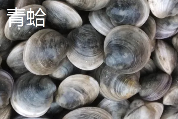 常见可食用的贝类，常见的有扇贝、带子等